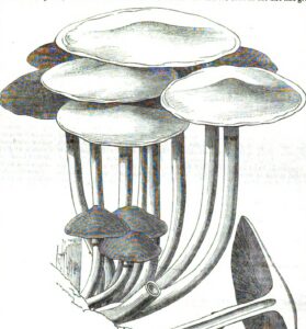 Drawing of a collection of long-stemmed mushrooms